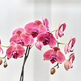ig-03